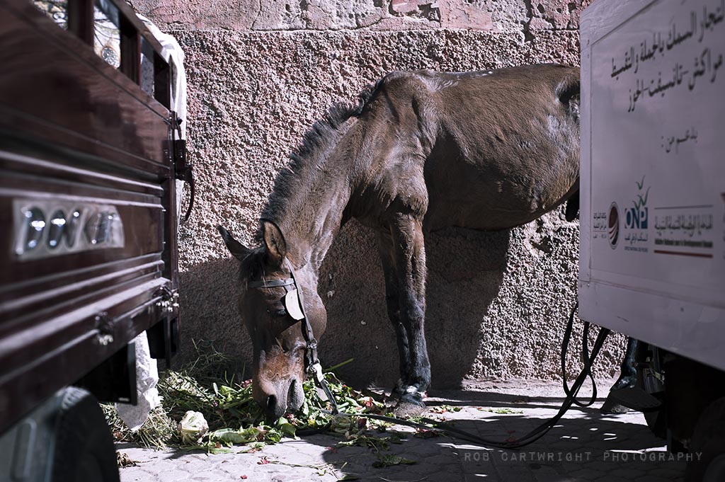 marrakesh maroc morocco north africa street urban horse eating nikon 50mm rob cartwright