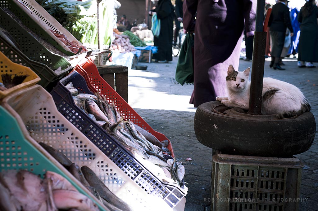 marrakesh maroc morocco north africa street urban market trade cat fish good well behaved 50mm rob cartwright